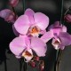 Phalaenopsis Las Palmas