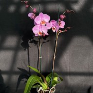 Phalaenopsis Las Palmas Phalaenopsis Las Palmas