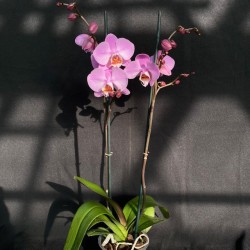 Phalaenopsis Las Palmas Phalaenopsis Las Palmas
