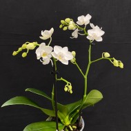 Phalaenopsis Lausanne Phalaenopsis Lausanne