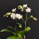 Phalaenopsis Lausanne Phalaenopsis Lausanne