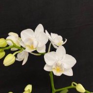 Phalaenopsis Lausanne