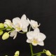 Phalaenopsis Lausanne Phalaenopsis Lausanne