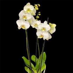 Phalaenopsis Leeds