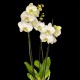 Phalaenopsis Leeds