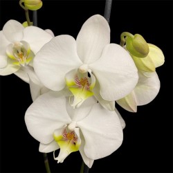 Phalaenopsis Leeds