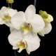 Phalaenopsis Leeds