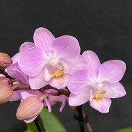 Phalaenopsis Lieke