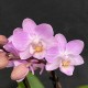 Phalaenopsis Lieke