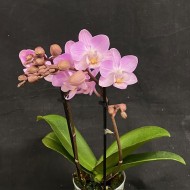 Phalaenopsis Lieke