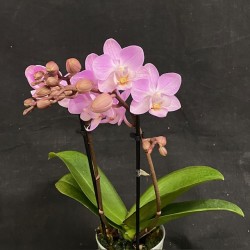 Phalaenopsis Lieke