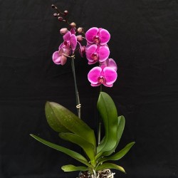Phalaenopsis Pretoria