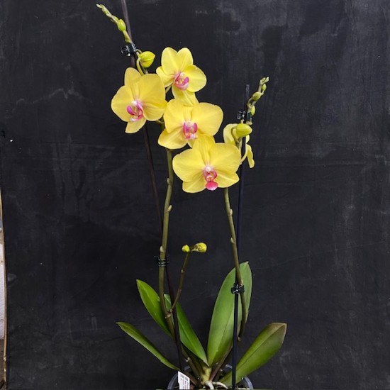 Phalaenopsis Limelight Phalaenopsis Limelight