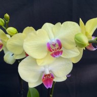 Phalaenopsis Limelight Phalaenopsis Limelight