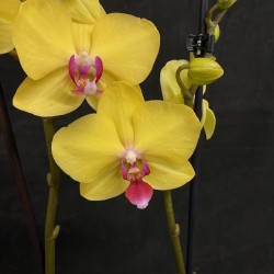 Phalaenopsis Limelight