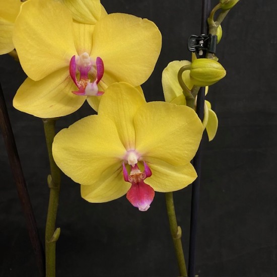 Phalaenopsis Limelight Phalaenopsis Limelight