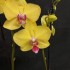 Phalaenopsis Limelight