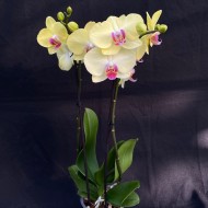 Phalaenopsis Limelight Phalaenopsis Limelight