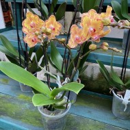 Phalaenopsis Limpopo