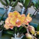 Phalaenopsis Limpopo Phalaenopsis Limpopo