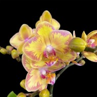 Phalaenopsis Limpopo