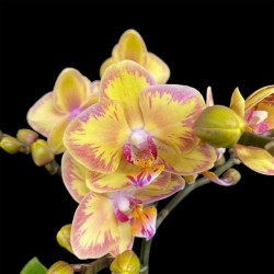 Phalaenopsis Limpopo