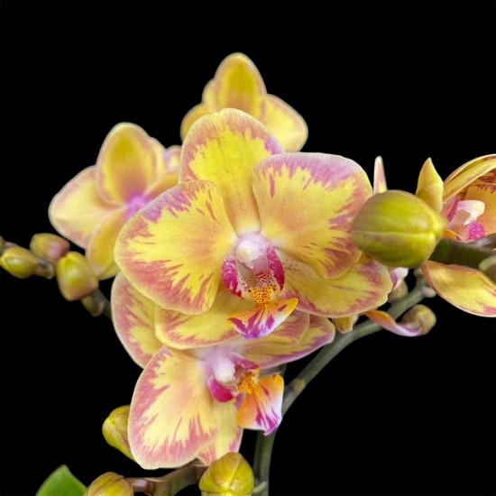 Phalaenopsis Limpopo