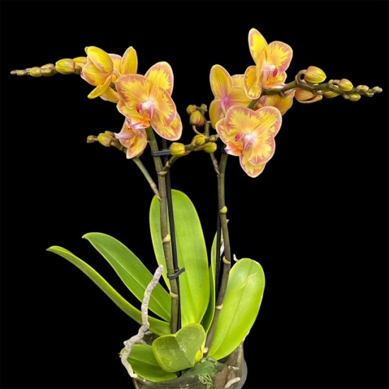 Phalaenopsis Limpopo