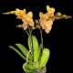 Phalaenopsis Limpopo