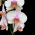 Phalaenopsis Madrid (Reduced)