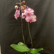 Phalaenopsis Magic Art Phalaenopsis Magic Art