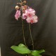 Phalaenopsis Magic Art Phalaenopsis Magic Art