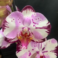 Phalaenopsis Magic Art
