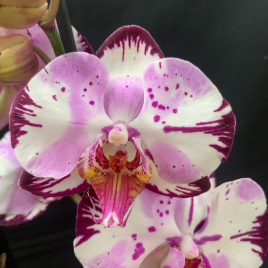 Phalaenopsis Magic Art Phalaenopsis Magic Art