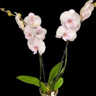 Phalaenopsis Manta Ambon
