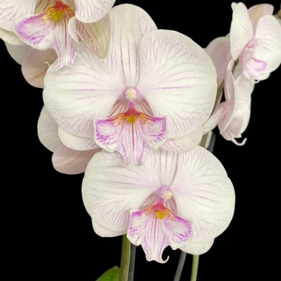 Phalaenopsis Manta Ambon
