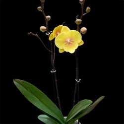 Phalaenopsis Manta Palau