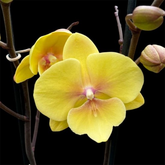 Phalaenopsis Manta Palau