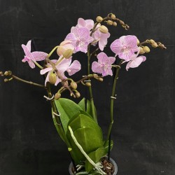 Phalaenopsis Manta Penida Phalaenopsis Manta Penida