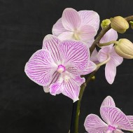 Phalaenopsis Manta Penida