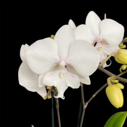 Phalaenopsis Manta Similan