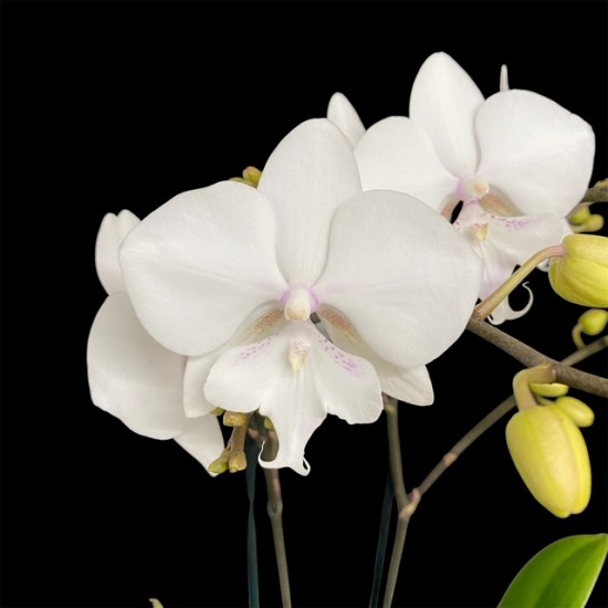 Phalaenopsis Manta Similan