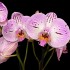Phalaenopsis Mesmerion