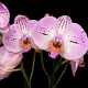 Phalaenopsis Mesmerion