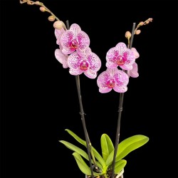 Phalaenopsis Mesmerion