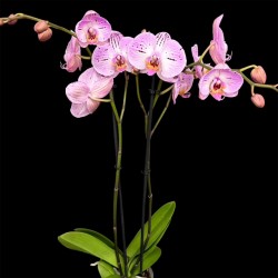 Phalaenopsis Mesmerion