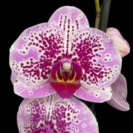 Phalaenopsis Mesmerion