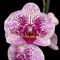 Phalaenopsis Mesmerion