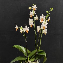 Phalaenopsis Mini Mark (Reduced) Phalaenopsis Mini Mark (Reduced)
