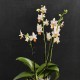 Phalaenopsis Mini Mark (Reduced) Phalaenopsis Mini Mark (Reduced)